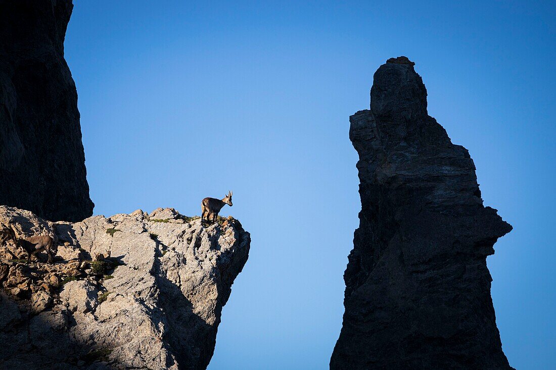 France, Alpes-Maritimes, Mercantour National Park, the jagged reliefs of the Aiguilles de Tortisse (2672m), female ibexes, or etagne (Capra ibex) and their young, or goats