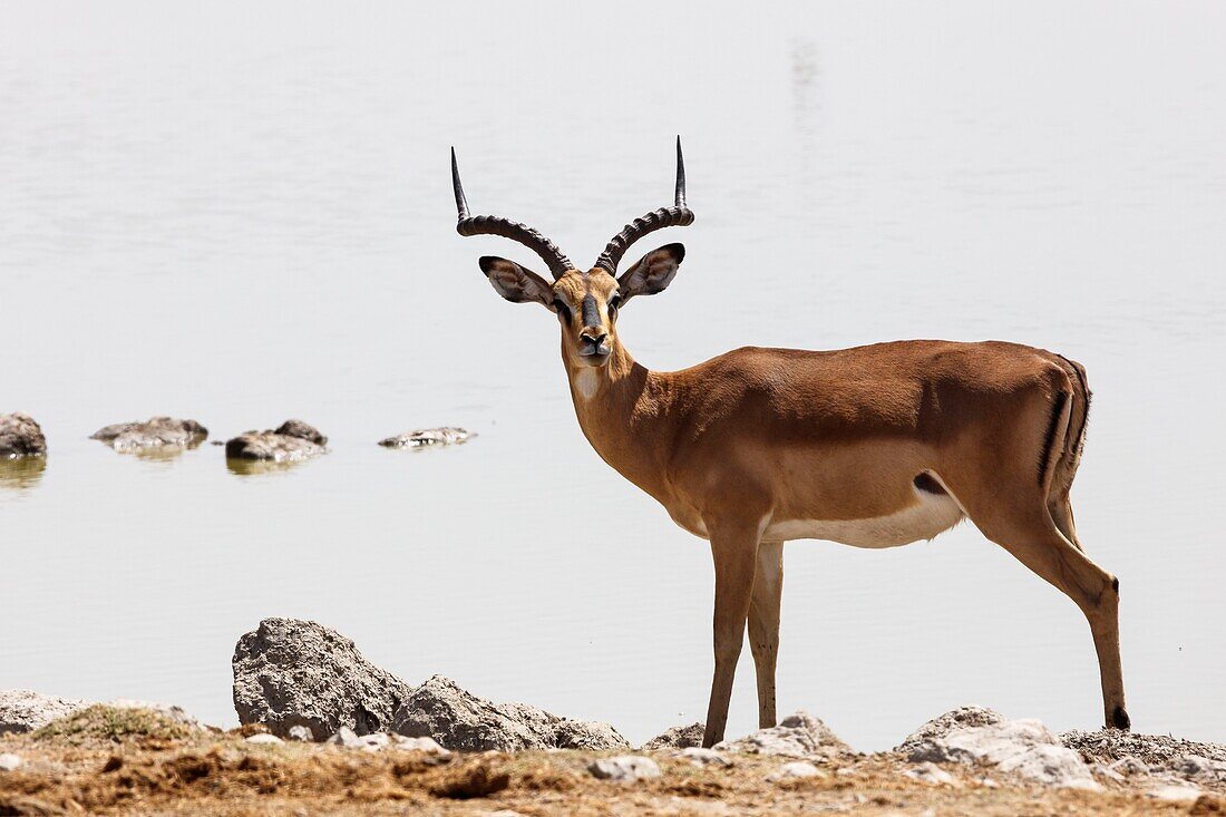 Namibia, Oshikoto province, Etosha National Park, black faced impala (Aepyceros melampus petersi)