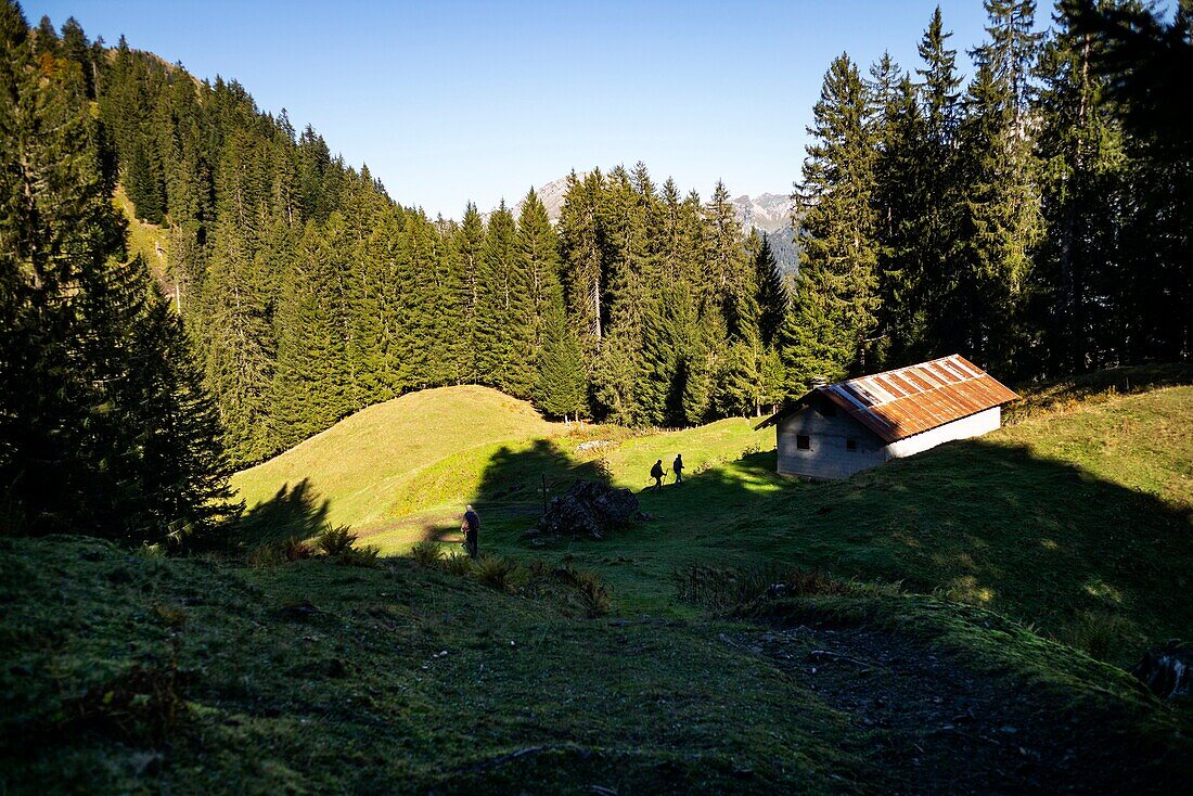 France, Haute Savoie, valley of Abondance, La Chapelle d'Abondance, hunting reserve of the Mont de Grange