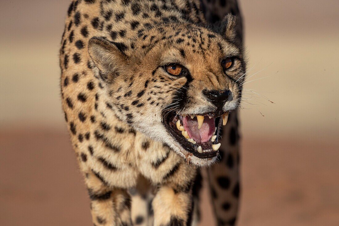 Namibia, Private reserve, Cheetah (Acinonyx jubatus), captive