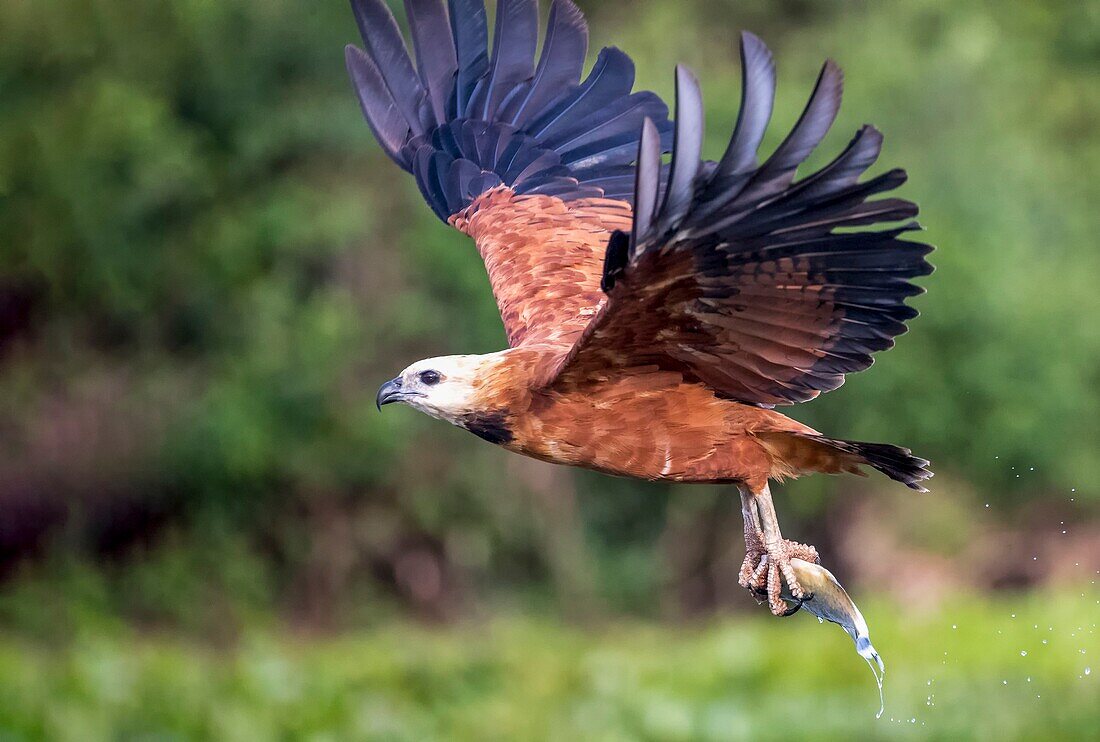 Brazil, Mato Grosso, Pantanal area, Black-collared Hawk (Busarellus nigricollis), with a fish