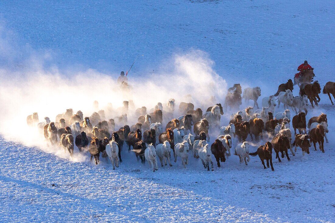 China, Innere Mongolei, Provinz Hebei, Zhangjiakou, Bashang-Grasland, mongolische Reiter führen einen Trupp von Pferden auf einer schneebedeckten Wiese