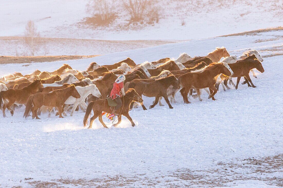 China, Innere Mongolei, Provinz Hebei, Zhangjiakou, Bashang-Grasland, mongolische Reiter führen eine Gruppe von Pferden an, die auf einer schneebedeckten Wiese laufen