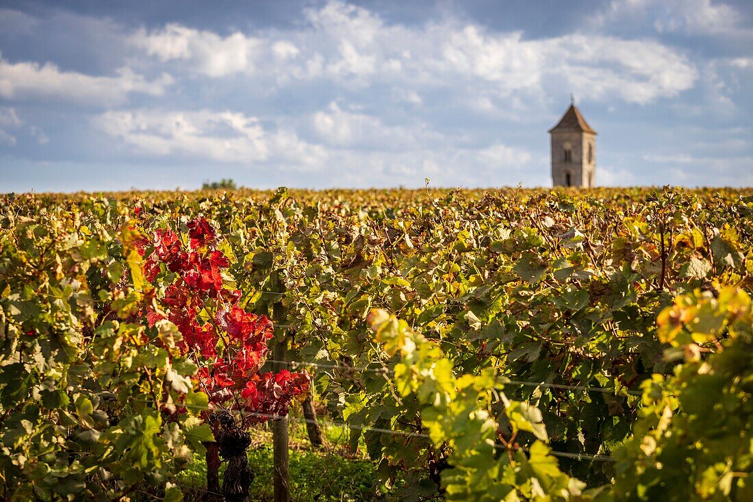 France, Gironde, Montagne, the vineyard in appellation Montagne Saint-Emilion in the foreground and the Saint-Georges de Montagne church