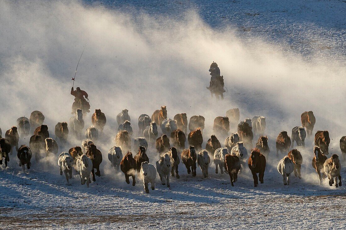 China, Inner Mongolia, Hebei Province, Zhangjiakou, Bashang Grassland, Mongolian horsemen lead a troop of horses running in a meadow covered by snow