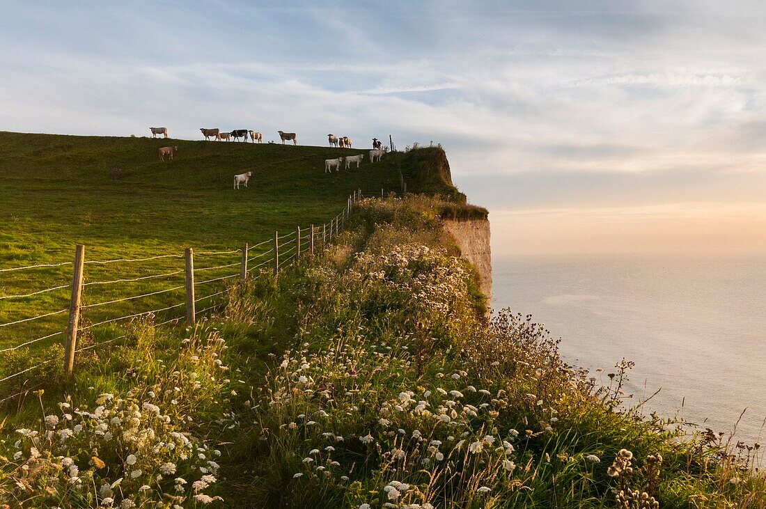 France, Somme, Ault, Hâble d'Ault, herd of cows at the top of the Picardy cliffs between Ault and Bois de Cise