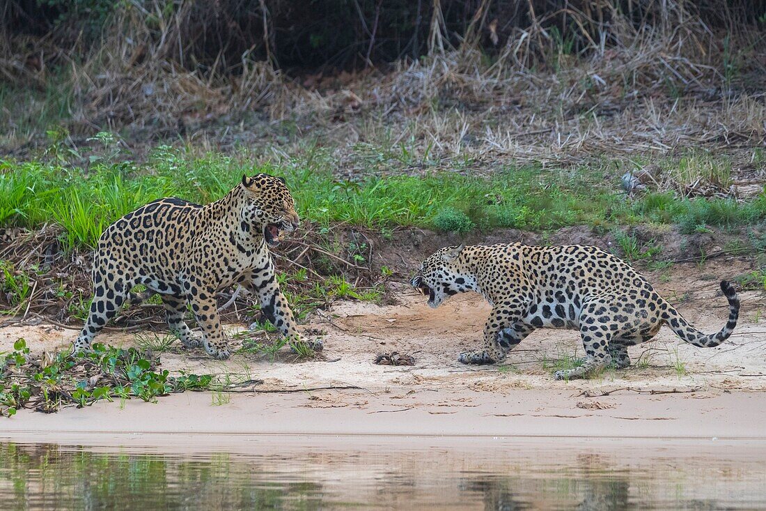 Brasilien, Mato Grosso, Pantanal-Gebiet, Jaguar (Panthera onca), Paarungszeit