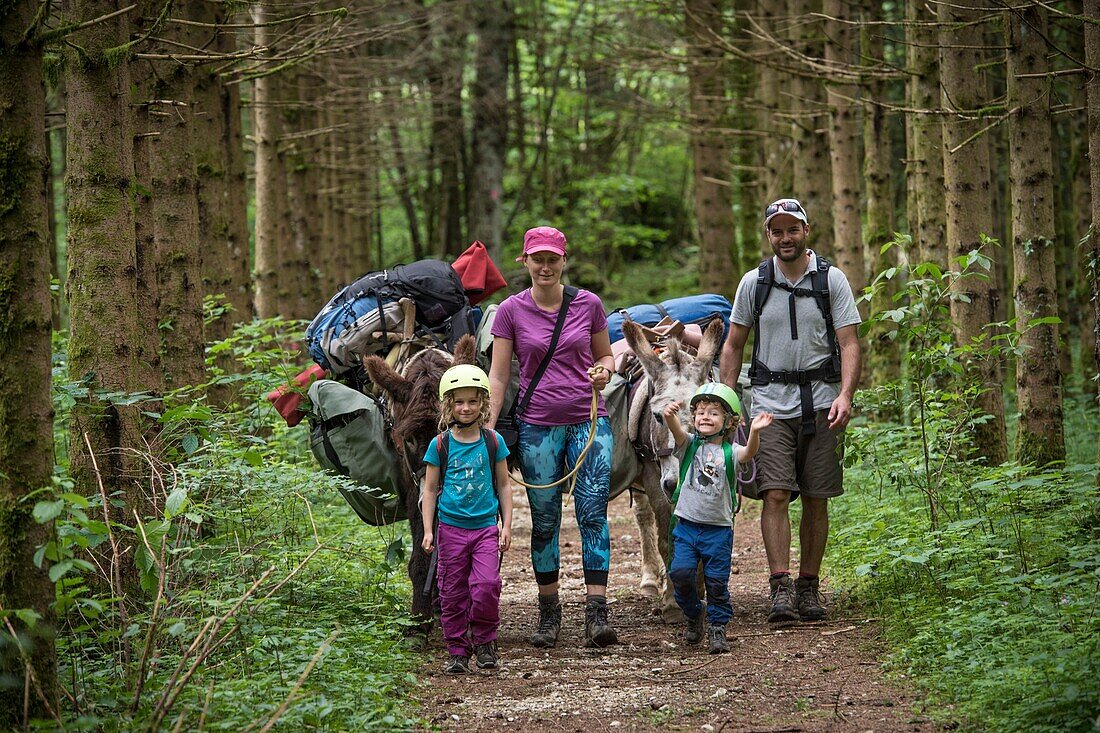 France, Jura, Prenovel, family trekking with a donkey in the forest of the Jura mountains