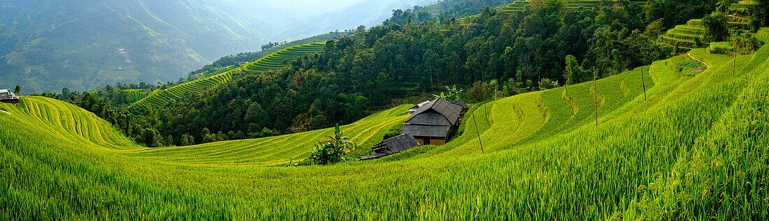 Vietnam, Ha Giang, Hoang Su Phi, Reisfelder auf einer Terrasse