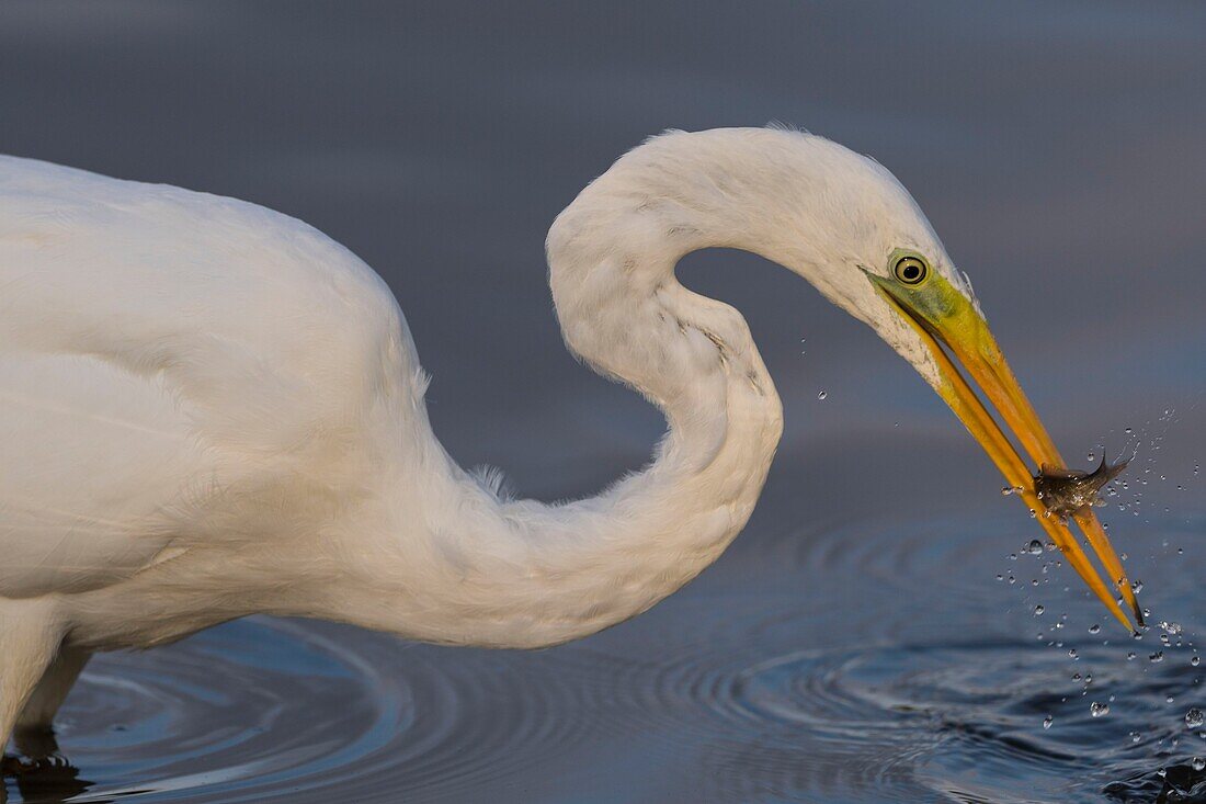 Frankreich, Somme, Somme-Bucht, Le Crotoy, Crotoy-Sumpf, Fischerei auf Silberreiher (Ardea alba)