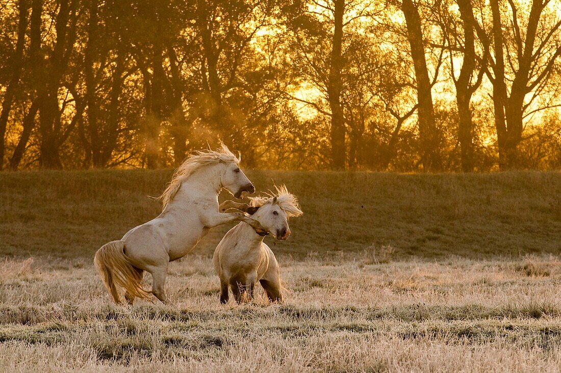 France, Somme, Bay of the Somme, Noyelles-sur-mer, as the day rises and the first frost has arrived, two Camargue stallions begin a series of games and chases