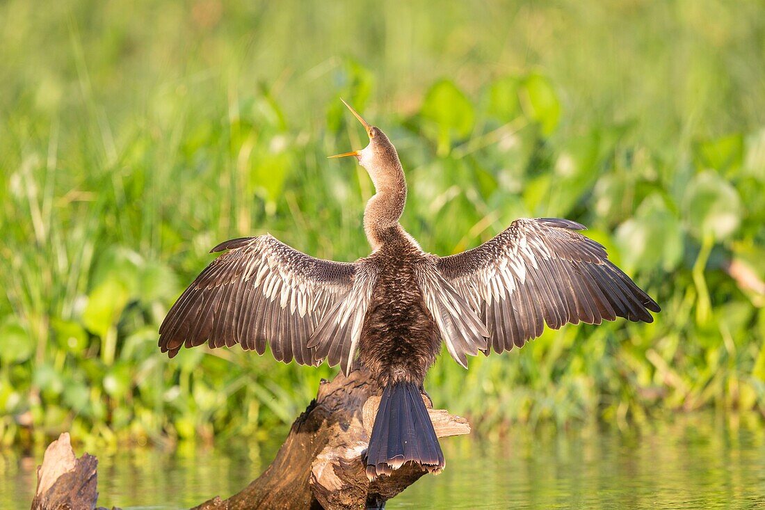 Brasilien, Mato Grosso, Pantanalgebiet, Anhinga oder Schlangenvogel (Anhinga anhinga) beim Trocknen der Flügel