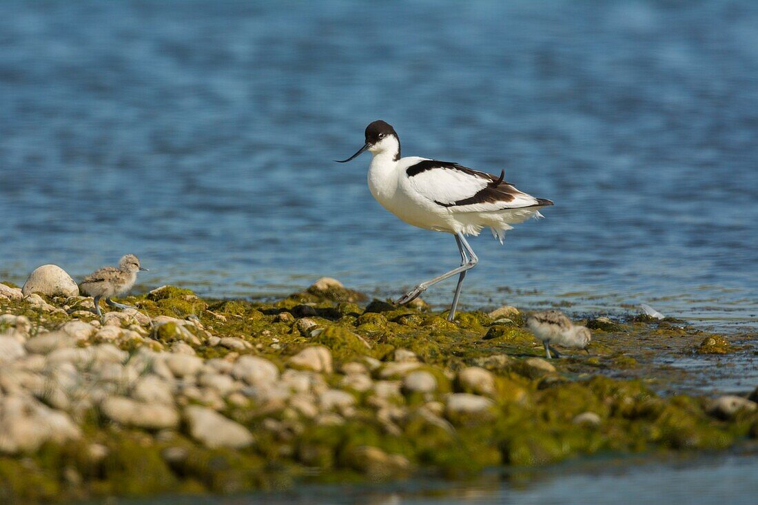 France, Somme, Somme Bay, Le Crotoy, Crotoy marsh, Pied Avocet (Recurvirostra avosetta)