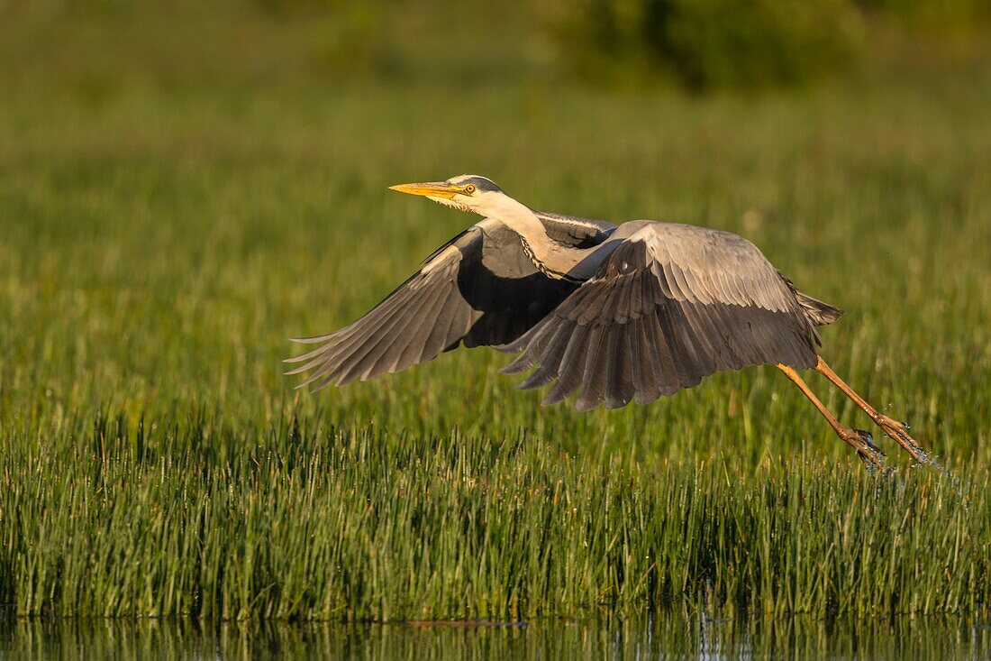 Frankreich, Somme, Baie de Somme, Le Crotoy, Crotoy-Sumpf, Graureiher fliegend (Ardea cinerea - Graureiher) auf einem Teich