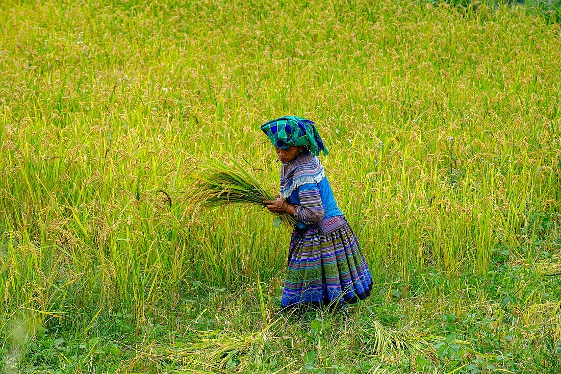 Vietnam, Bac Ha, rice fileds in terrace, Women from Hmong ethnic group harvesting rice