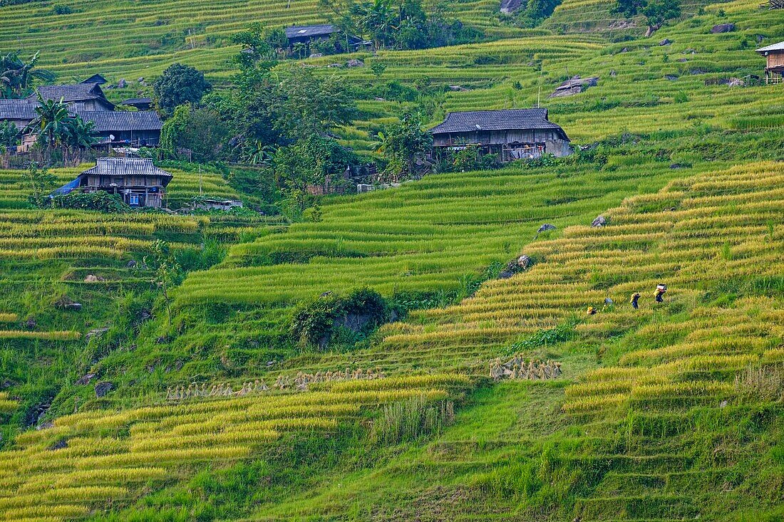 Vietnam, Ha Giang, Hoang Su Phi, a La Chi erthnic group village among rice fields in terrace