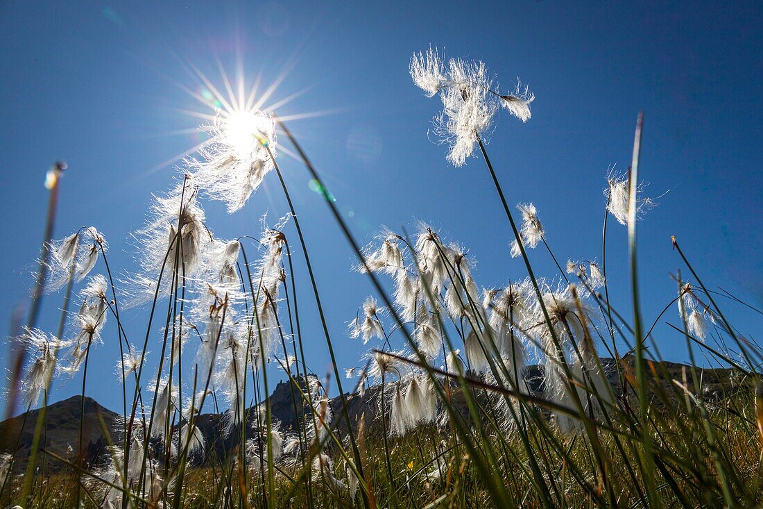 France, Alpes-Maritimes, Mercantour National Park, flowers of white cottongrass (Eriophorum scheuchzeri)