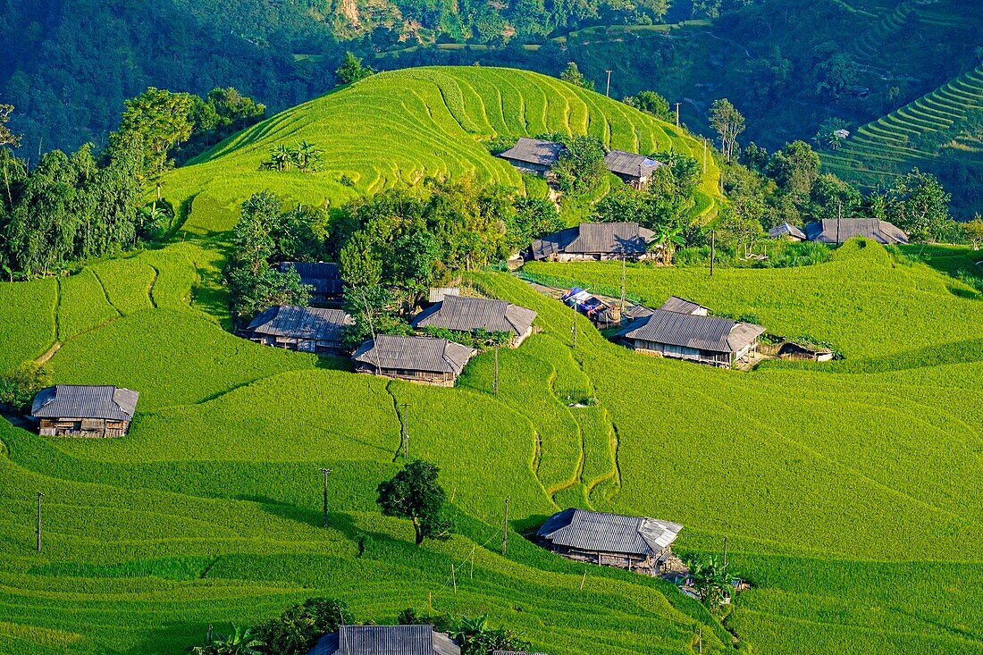 Vietnam, Ha Giang, Hoang Su Phi, a La Chi erthnic group village among rice fields in terrace