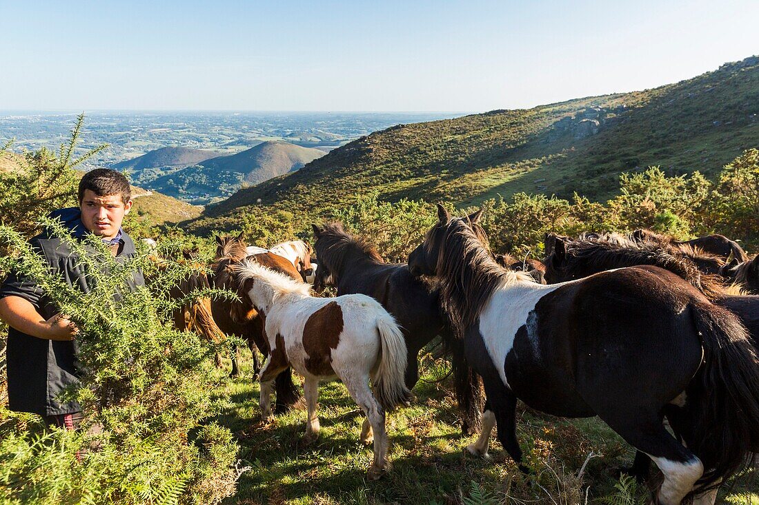 Frankreich, Pyrenees Atlantiques, Baskenland, Ascain, Transhumanz der Pottoks anlässlich des Pastore Lorea