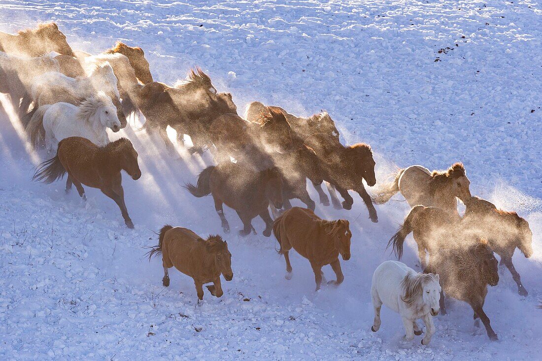 China, Innere Mongolei, Provinz Hebei, Zhangjiakou, Bashang Grasland, Pferde auf einer schneebedeckten Wiese