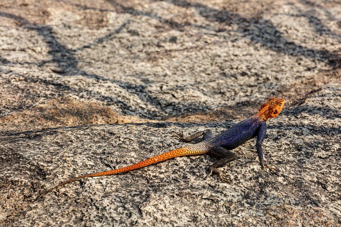 Namibia, Kunene province, Kamanjab, Namib rock agama male