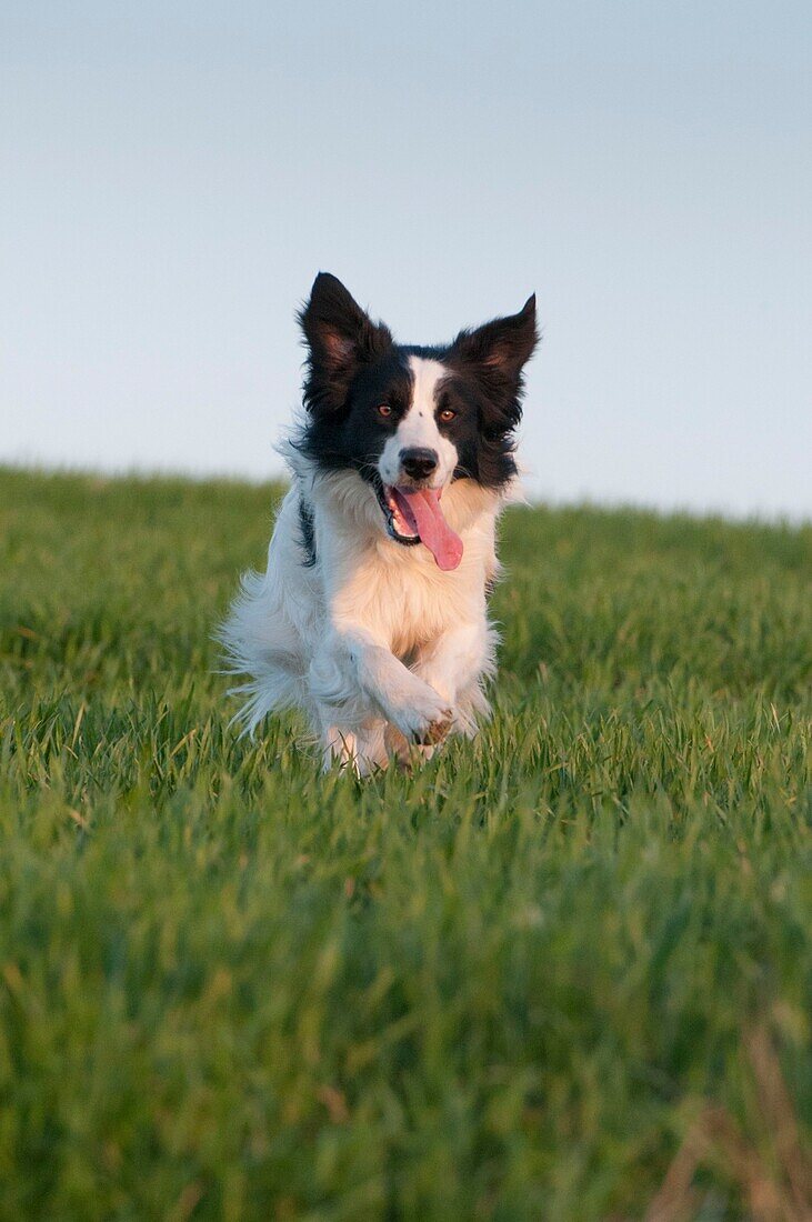 Frankreich, Somme, Crécy-en-Ponthieu, Hund Border-Collie