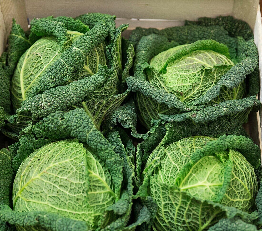 France, Indre et Loire, Tours, wholemarket, headed cabbage