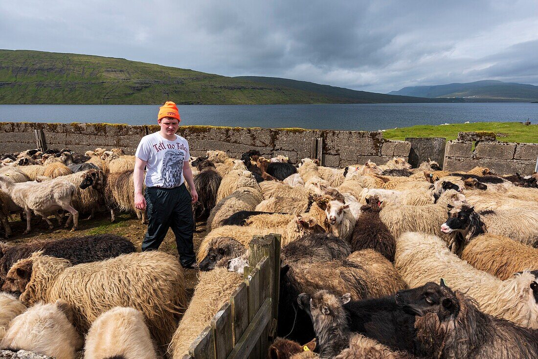 Denmark, Faroe Islands, Vagar Island, Lake Leitisvatn, sheeps