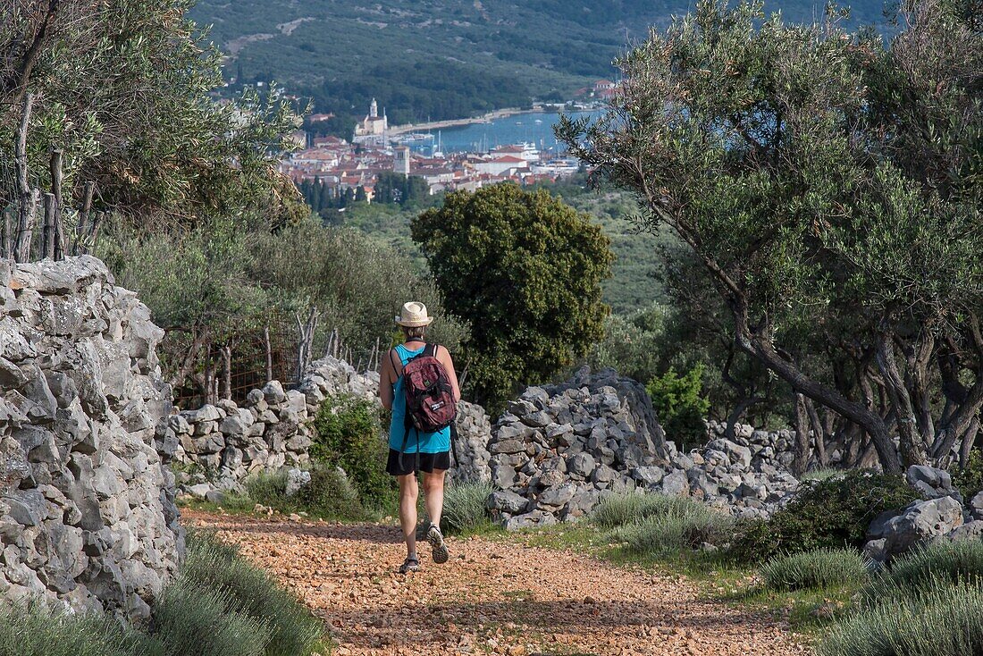 Kroatien, Gespanschaft Primorje-Gorski Kotar, Kvarner Bucht, Insel Cres, Stadt Cres, 1 Wanderer auf einer Wanderung durch alte Olivenhaine auf den umliegenden Hügeln