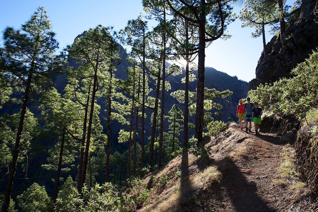 Spanien, Kanarische Inseln, Insel Palma, Nationalpark Caldera de Taburiente, Wanderer auf einem Pfad inmitten der kanarischen Kiefern