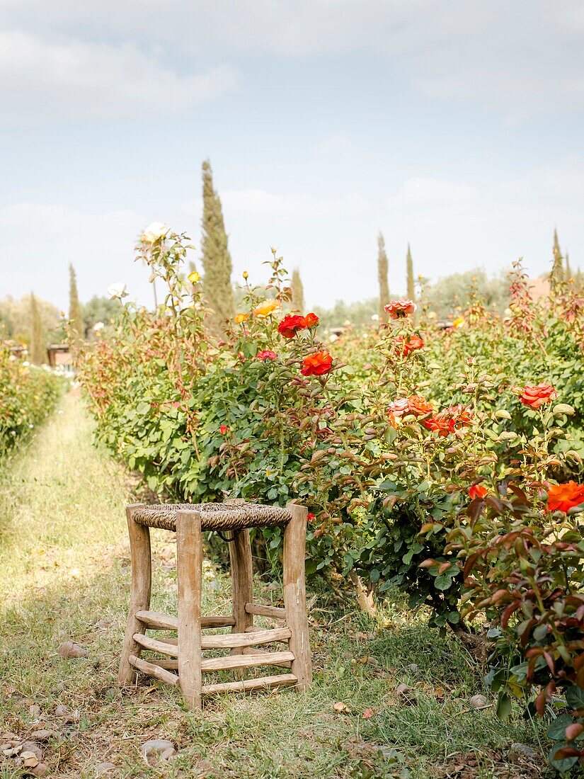 Morocco, Marrakesh, Beldi Country Club, Story: Fairytale rose garden