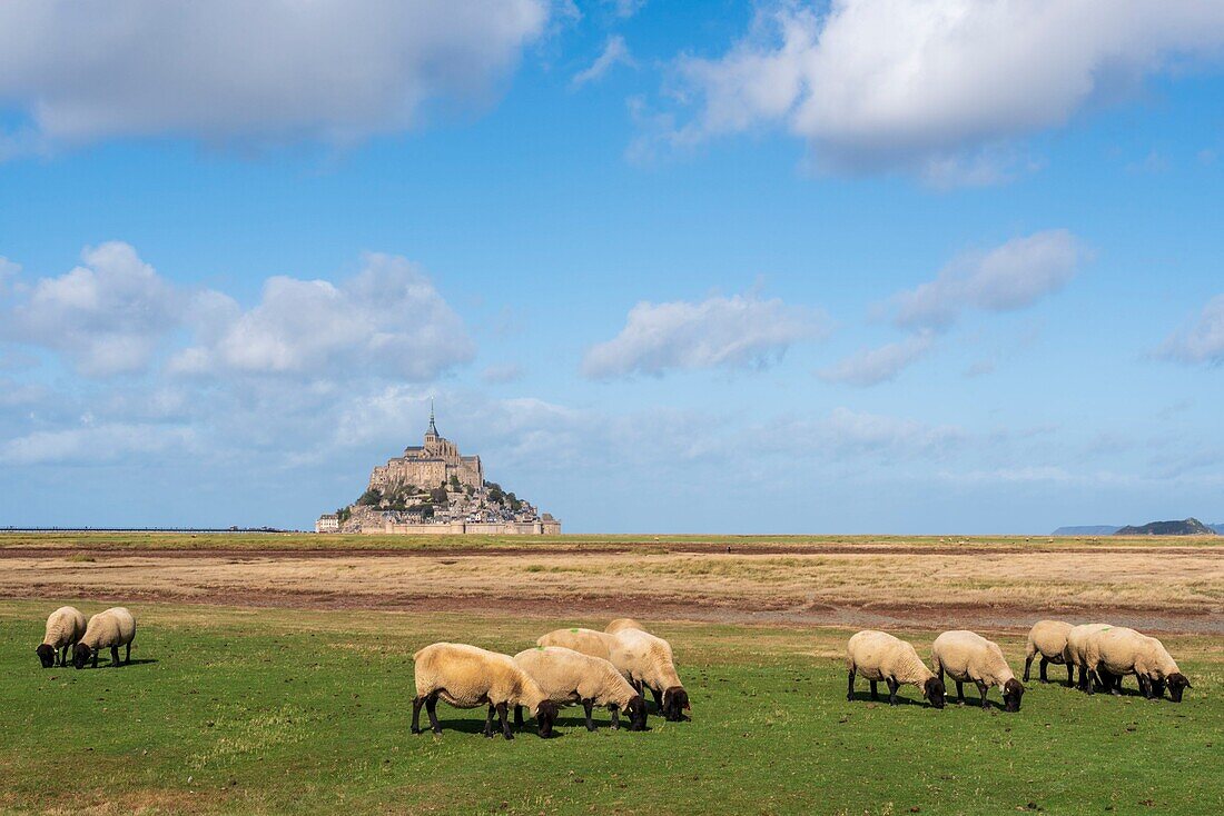 France, Manche, Mont Saint Michel Bay classified as World Heritage by UNESCO, Mont Saint Michel Abbey, salt meadow sheep