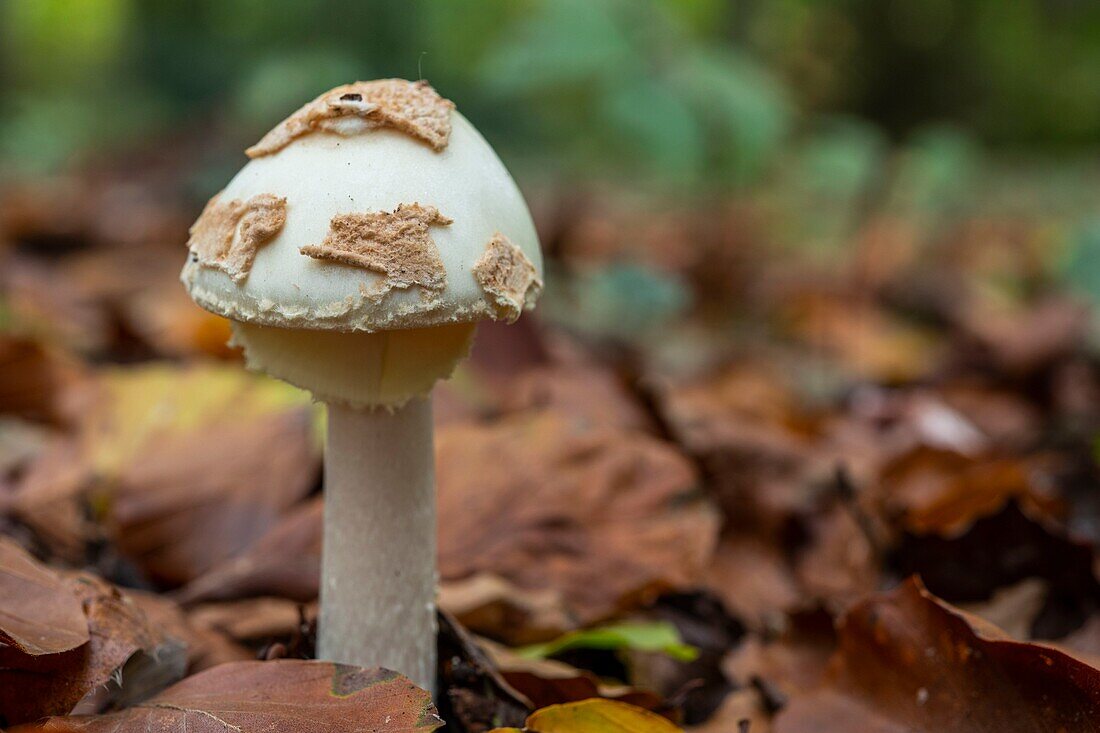 Frankreich, Somme, Crecy en Ponthieu, Wald von Crecy, Waldpilze, Amanita citrina