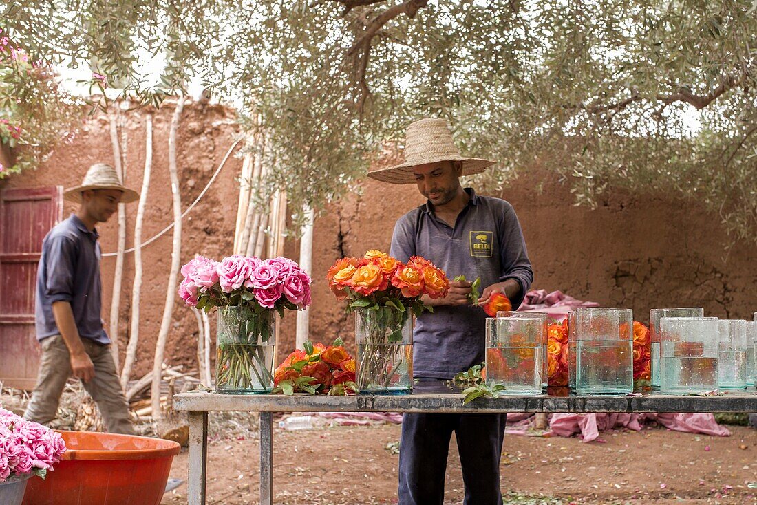 Morocco, Marrakesh, Beldi Country Club, Story: Fairytale rose garden