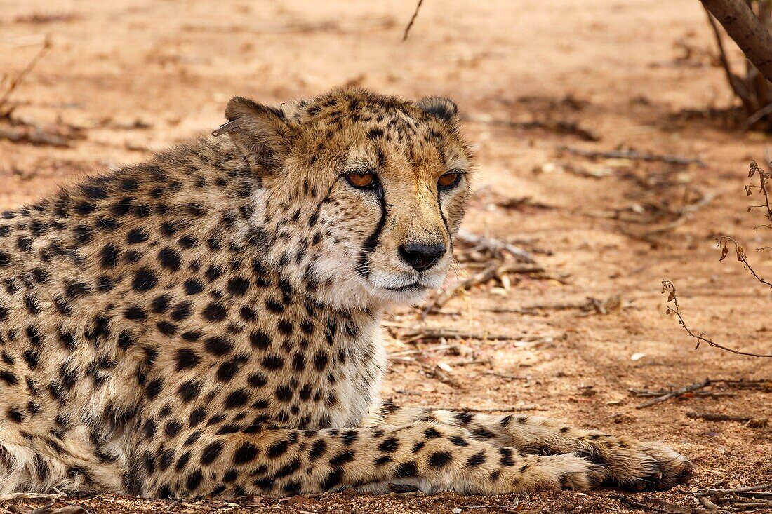 Namibia, Provinz Otjozondjupa, Otjiwarango, Cheetah Conservation Fund, Gepard (Acinonyx jubatus)