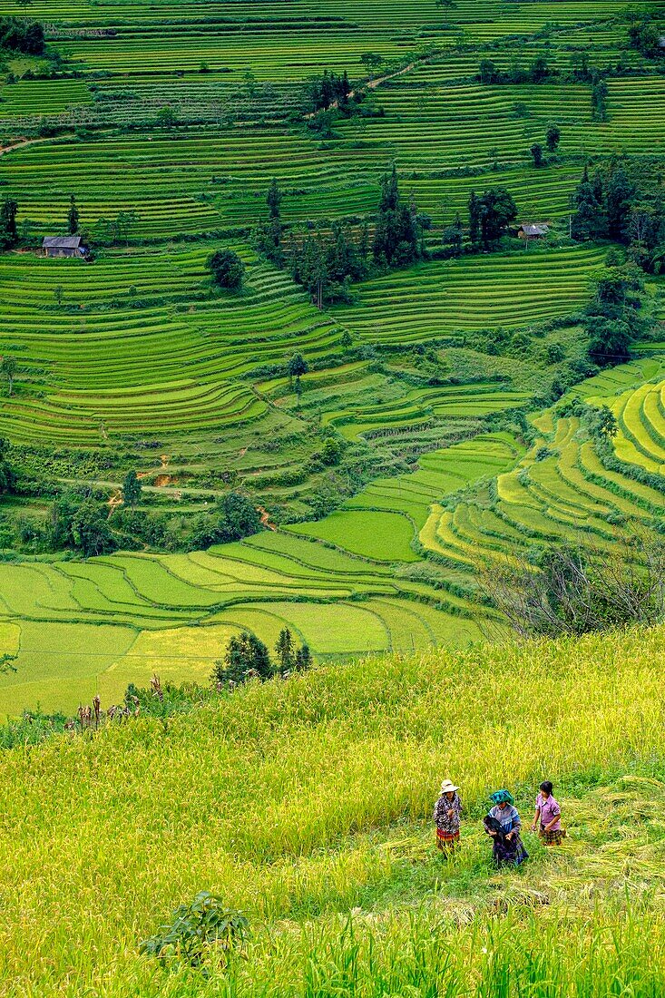 Vietnam, Bac Ha, rice fileds in terrace, Women from Hmong ethnic group harvesting rice