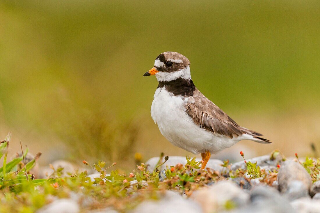 Frankreich, Somme, Baie de Somme, Cayeux-sur-mer, Ault, Le Hâble d'Ault, Flussregenpfeifer (Charadrius hiaticula)