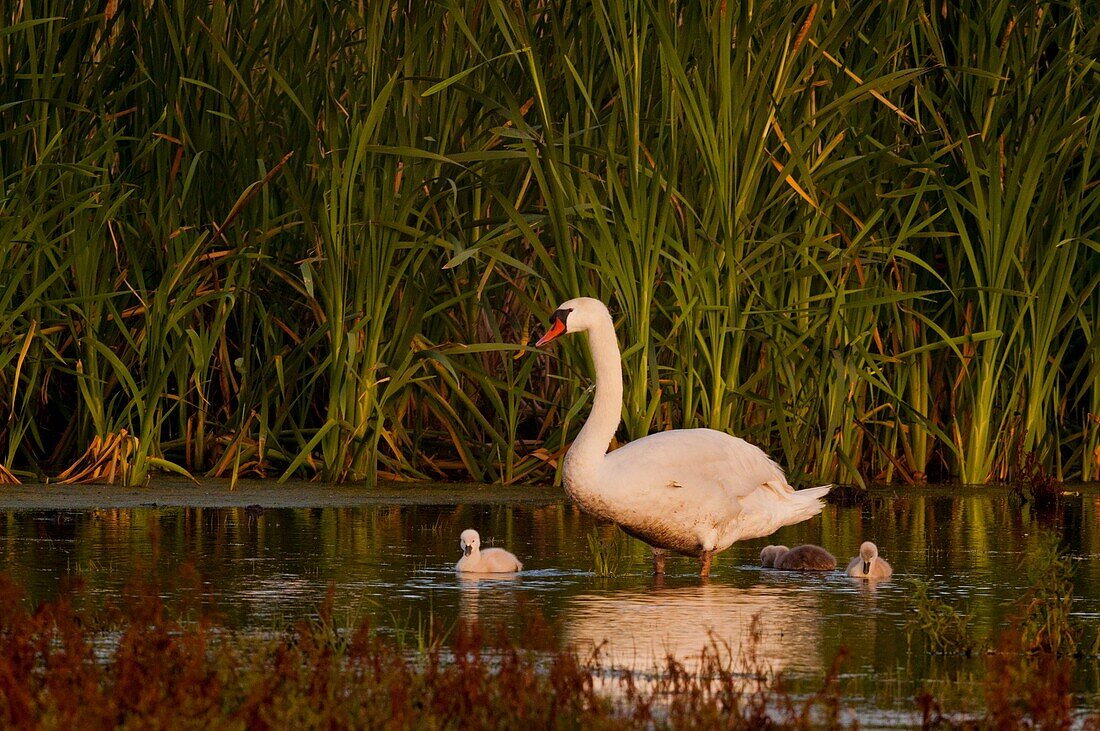 Frankreich, Somme, Somme-Bucht, Le Crotoy, Crotoy-Sumpf, juveniler Höckerschwan (Cygnus olor, Höckerschwan)