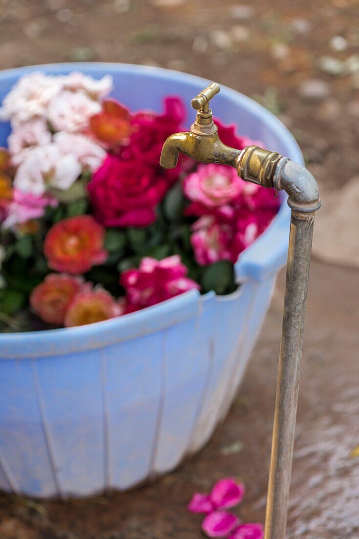 Marokko, Marrakesch, Beldi Country Club, Geschichte: Märchenhafter Rosengarten