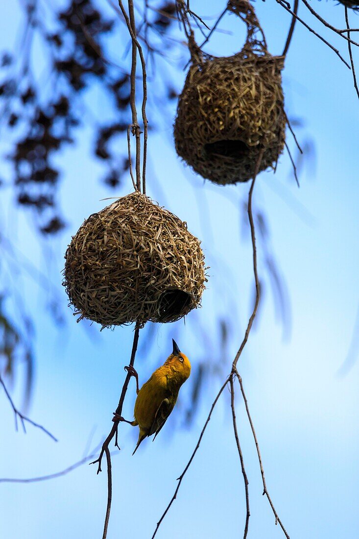 South Africa, Western Cape, Cape Weaver (Ploceus capensis) making its nest in WestCoast National Park