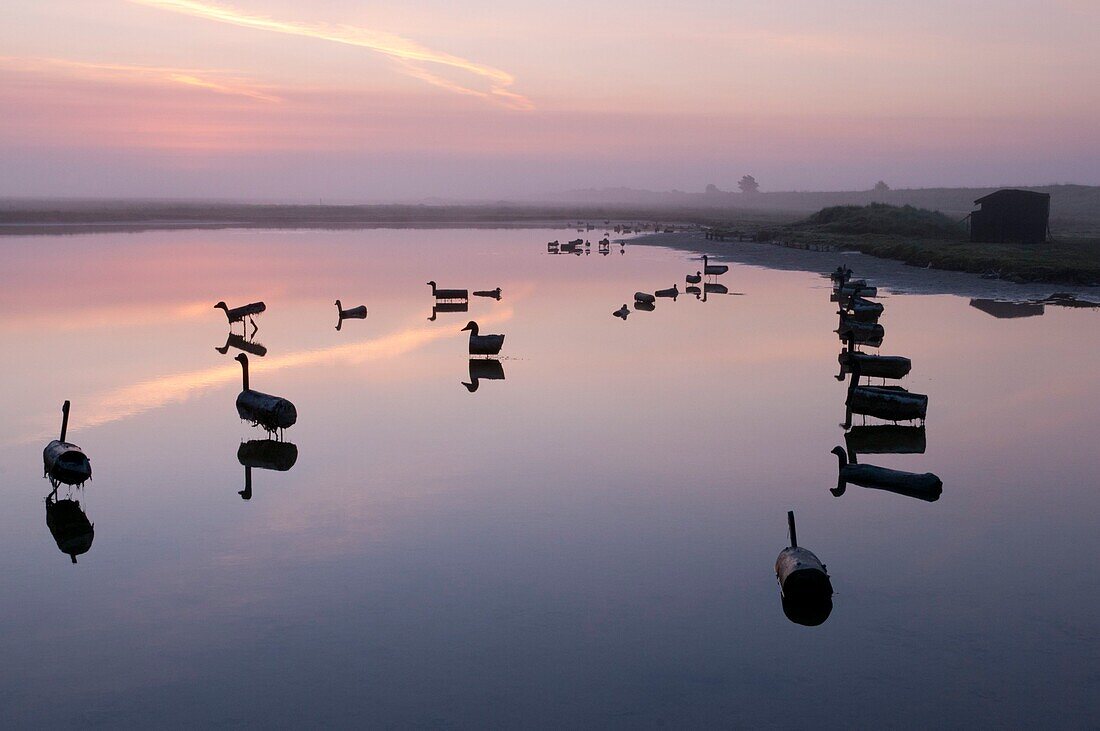 Frankreich, Somme, Bucht von Authie, Fort-Mahon, unechte Enten in der Nähe einer Jagdhütte, diese unechten Enten werden während der Jagdsaison als Köder verwendet