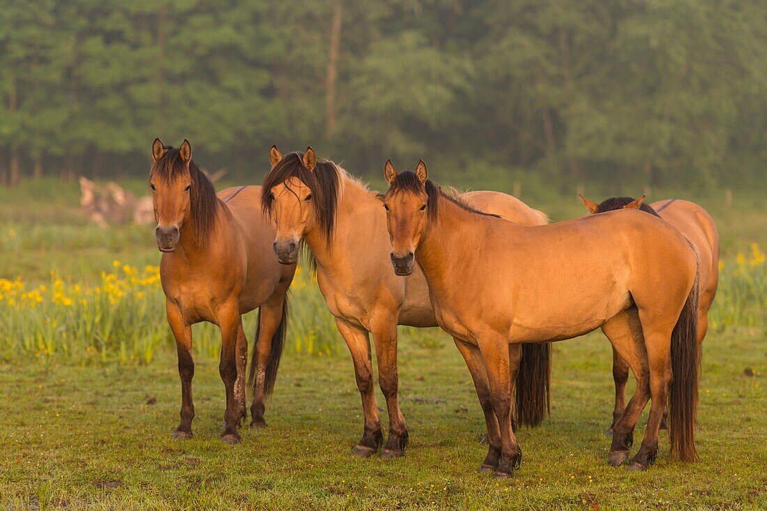 France, Somme, Baie de Somme, Saint-Quentin-en-Tourmont, Henson horses in the marshes in the middle of the yellow irises, this breed was created in the Bay of Somme for equestrian walk and eco-grazing