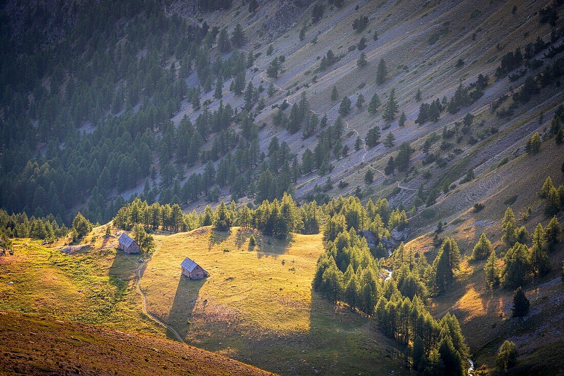 France, Alpes-Maritimes, Mercantour National Park, the forest houses of Tortisse (2252m)