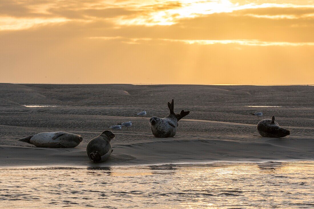 Frankreich, Somme, Authie-Bucht, Berck-sur-mer, Seehunde auf den Sandbänken