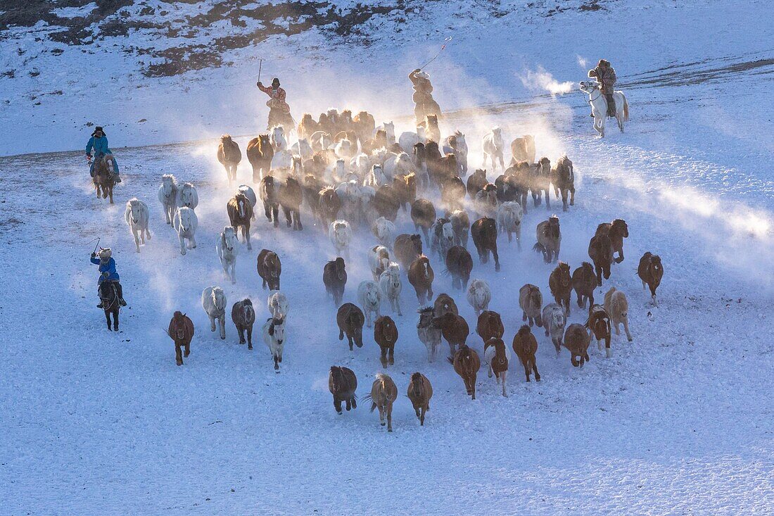 China, Innere Mongolei, Provinz Hebei, Zhangjiakou, Bashang-Grasland, mongolische Reiter führen eine Gruppe von Pferden auf einer schneebedeckten Wiese