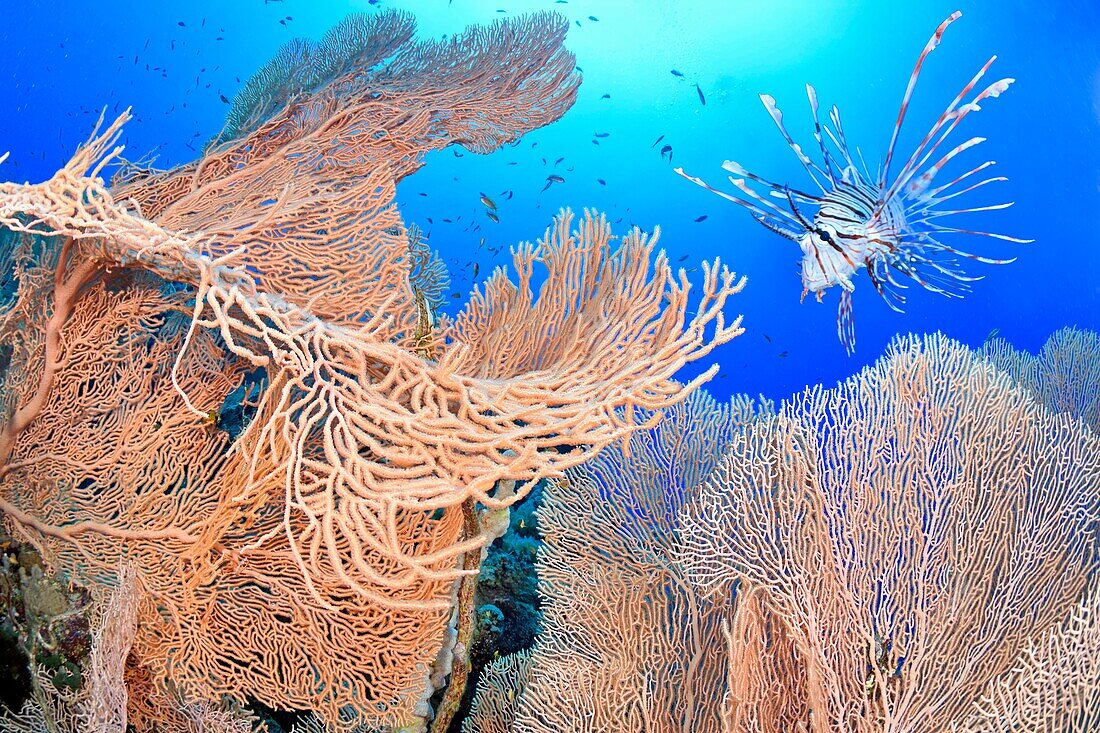 Ägypten, Rotes Meer, ein Rotfeuerfisch (Pterois volitans ? oder Pterois miles ?) zwischen Seefächerkorallen (Subergorgia hicksoni)