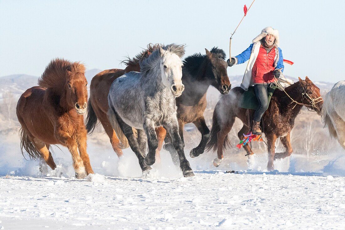 China, Innere Mongolei, Provinz Hebei, Zhangjiakou, Bashang-Grasland, mongolische Reiter führen einen Tross von Pferden auf einer schneebedeckten Wiese