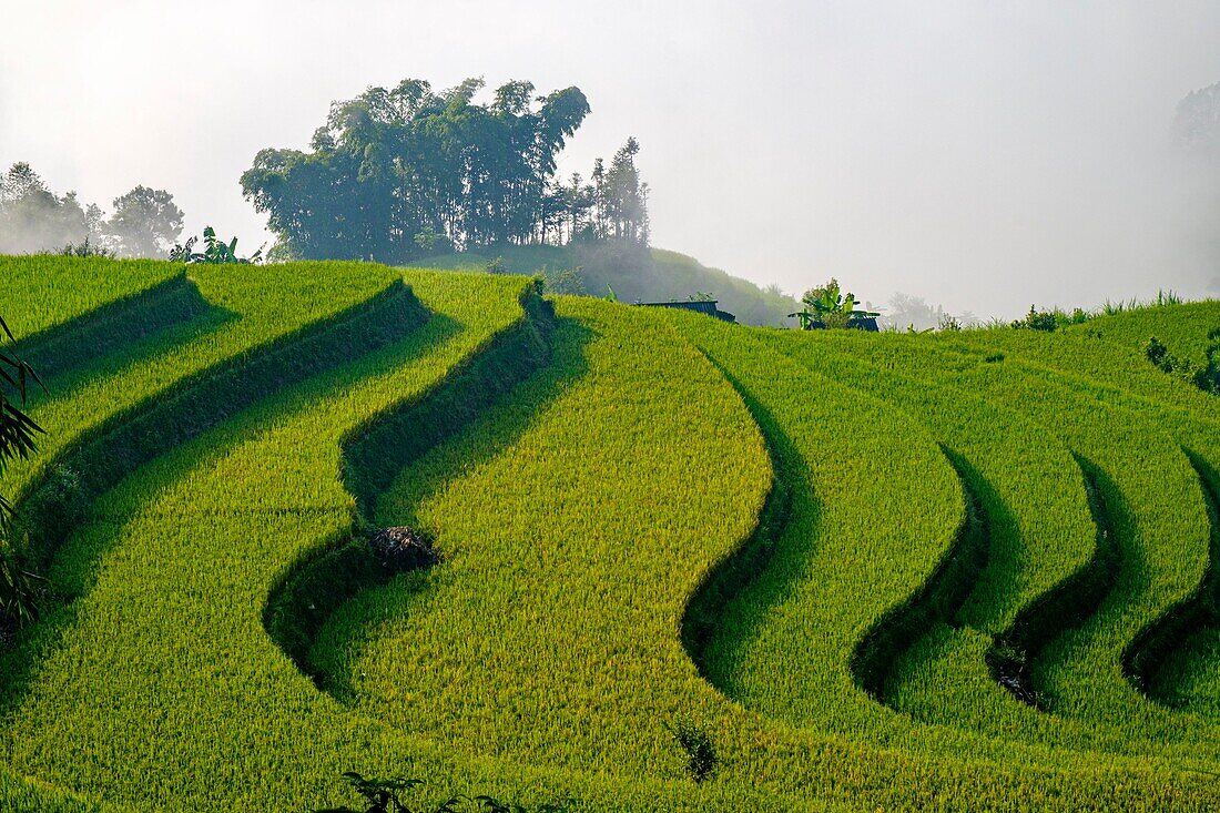 Vietnam, Ha Giang, Hoang Su Phi