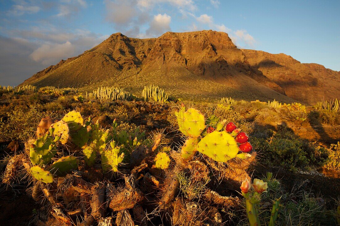 Spain, Canary Islands, Tenerife Island, Punta de Teno, prickly pears and cacti at the foot of a cliff at the tip of Teno