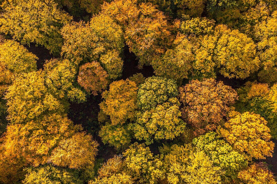 Frankreich, Somme, Crecy en Ponthieu, Wald von Crécy, Der Wald von Crécy im Herbst (Luftaufnahme)